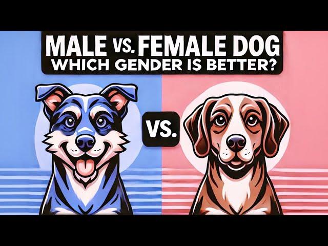 Male vs. Female Dogs: Which Gender Is Right for You?