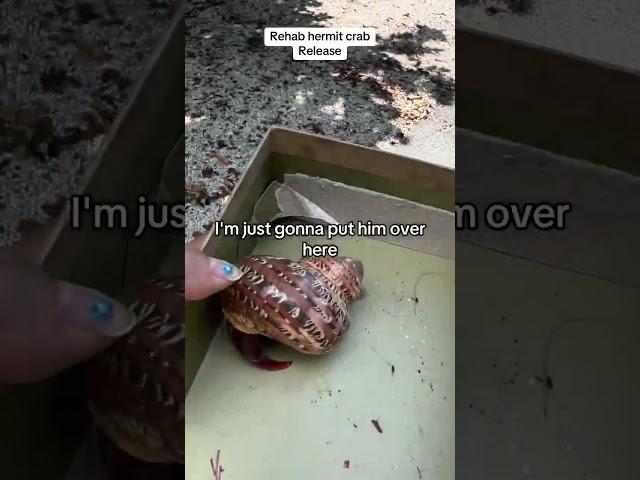Woman releases a hermit crab after helping it find a new shell!