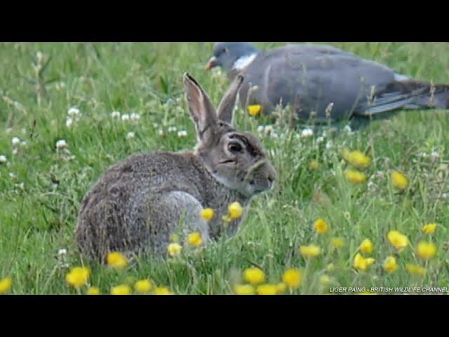 British Wildlife Channel - Wildlife of Blackleach Country Park - short video