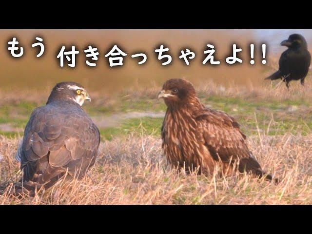オオタカがトビの集会で仲良し農耕地の猛禽が尊い