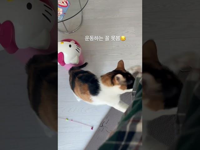 집사가 살찌는 이유..#cat #funny #냥아치 #냥펀치 #cute #삼색이고양이