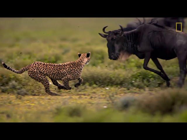 Día Mundial de la Vida Silvestre | NATIONAL GEOGRAPHIC ESPAÑA