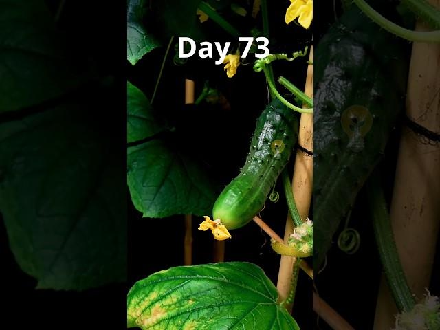 83 days in under 1 minute! Growing a cucumber from seed to harvest timelapse #timelapse #gardening