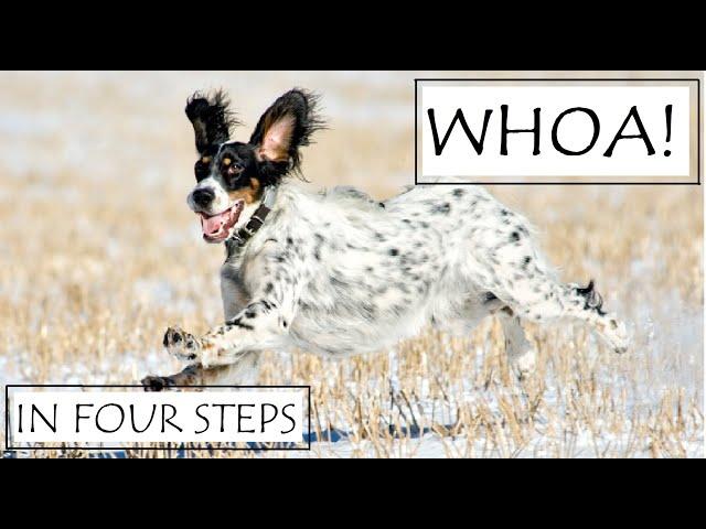 Whoa Training For Bird Dogs _ point back retrieve hunt pointer setter GSP Brittany quail grouse