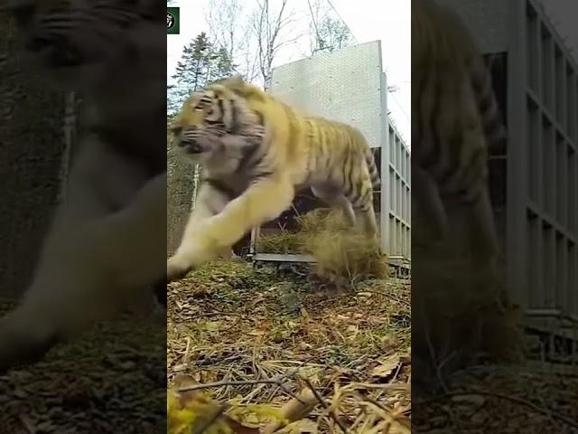 Siberian Tiger Released - By Canale 25 News LION KING