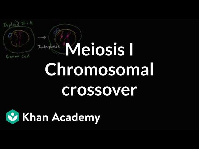 Chromosomal crossover in Meiosis I