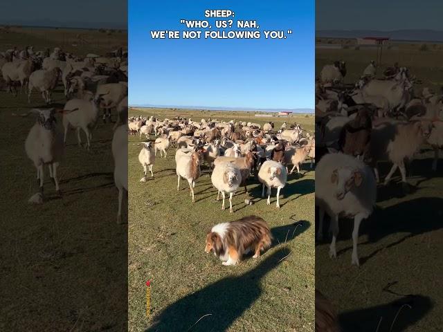 Unexpected Plot Twist: Sheep Kicks Dog’s Butt!