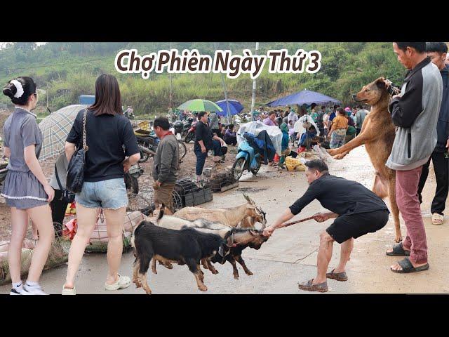 Chợ phiên Tây Bắc ngày thứ 3- Sau cơn mưa Dê-Lợn được đón đưa bằng xe hơi