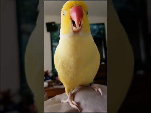 THE TALKING PARROT | Yellow cute Ringneck Talking Bird