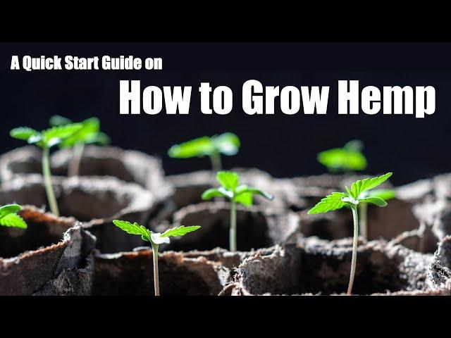 Quickstart Guide to Growing Hemp From Scratch