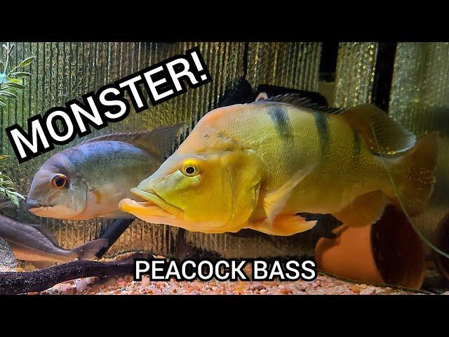 Monster Peacock Bass (18-19 inch)