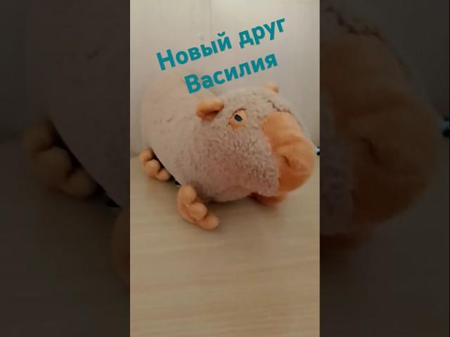 новый друг Василия #тюлень #василий #тюленьВасилий