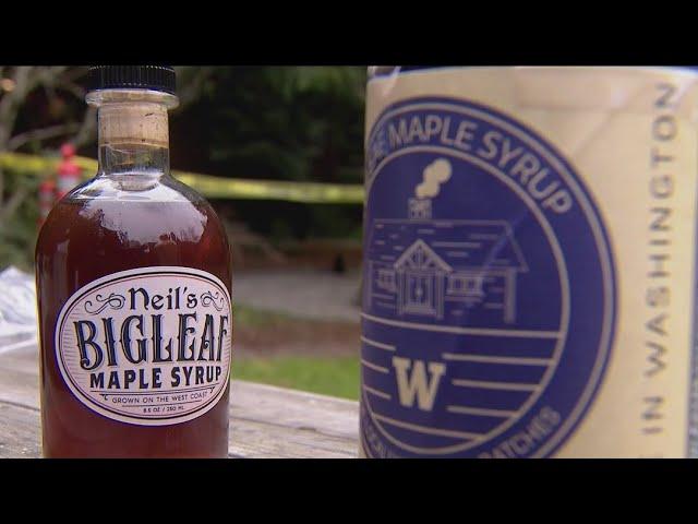 UW scientist tap into potential for maple syrup industry in Washington