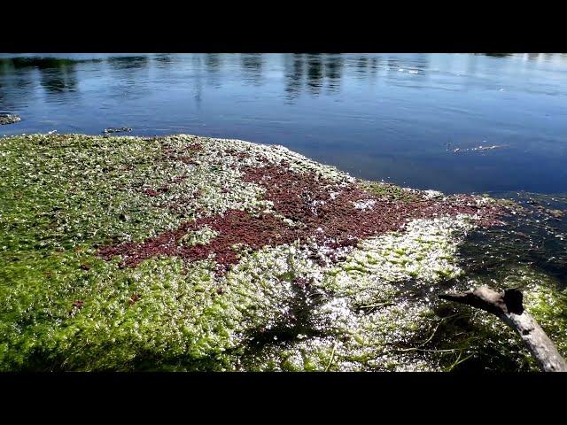 Un Giro al Fiume TICINO (Piante Invasive, Galleggianti e Milioni di Avannotti)