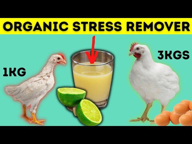 The BEST Organic remedy to reduce heat stress on chickens for faster growth and more eggs production