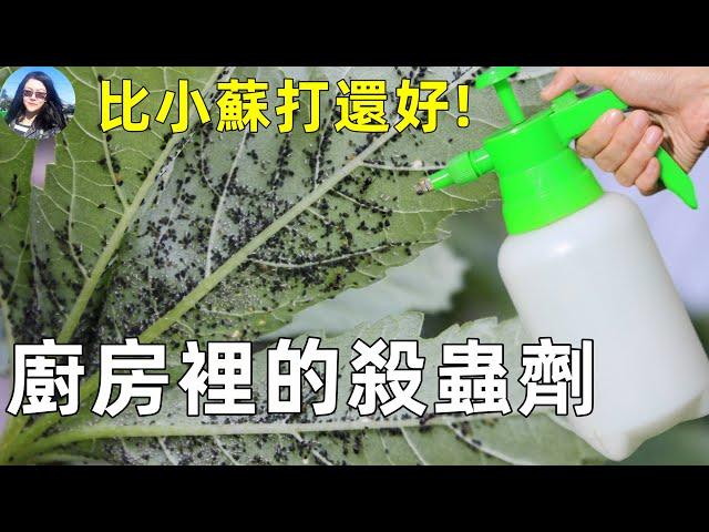 ONLY 1 ingredient insecticide 只需一個東西, 自製殺蟲劑, 一次見效! 對付蚜蟲 白粉虱 蚧殼蟲 紅蜘蛛