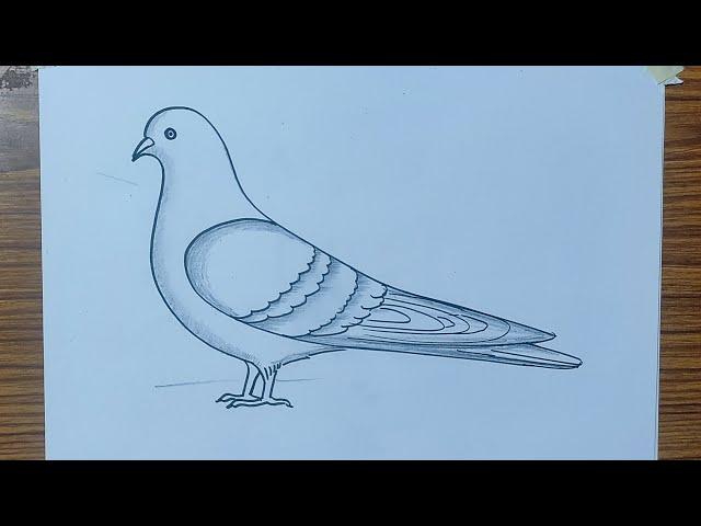 pigeon drawing in easy way, dove drawing very easy, pigeon drawing easy method