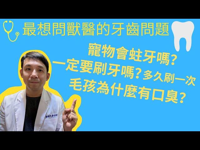 最想問獸醫的齒科問題～寵物會蛀牙嗎？一定要幫毛孩刷牙嗎？狗貓為什麼會有口臭？