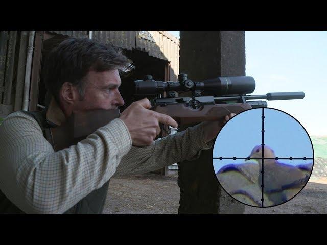 The Airgun Show – Farmyard dove and feral pigeon hunt, PLUS the Daystate Red Wolf on test