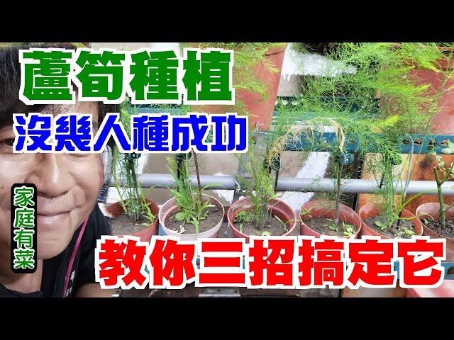 【家庭有菜】蘆筍種植的三種技巧，你不可不知