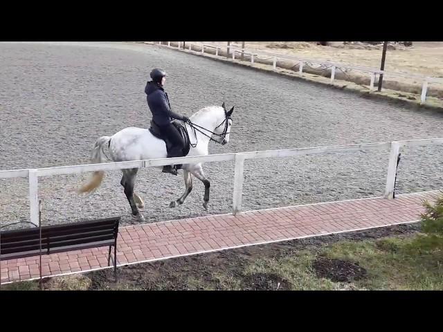 Lusitano horse for SALE in Saint-Petersburg, Russia