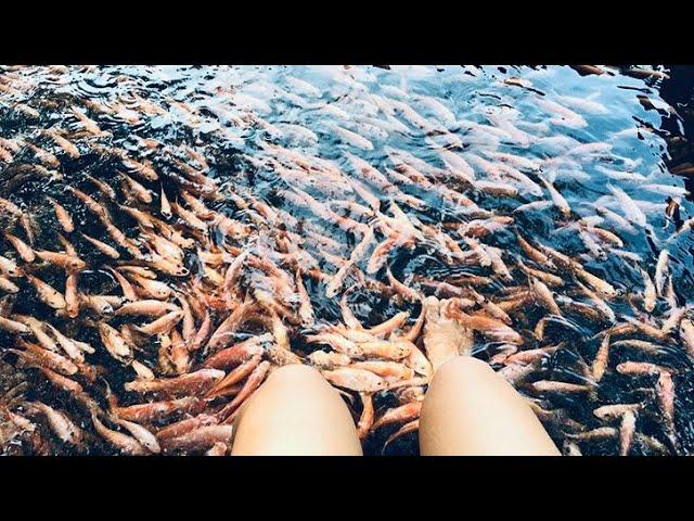 මාදු ගඟේ Fish Therapy | Natural Fish Therapy  Madu River Sri Lanka - Petlifelk