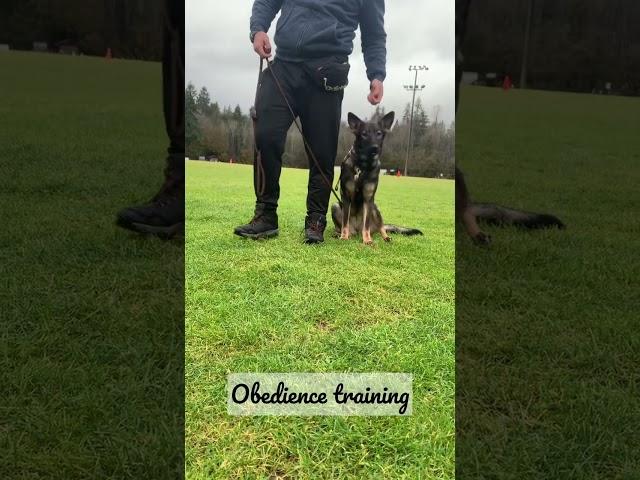 Obedience training,bark on command