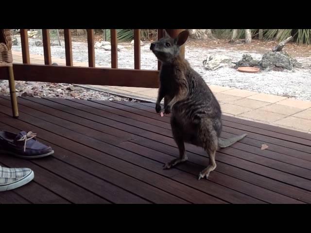 Cutest Wallaby