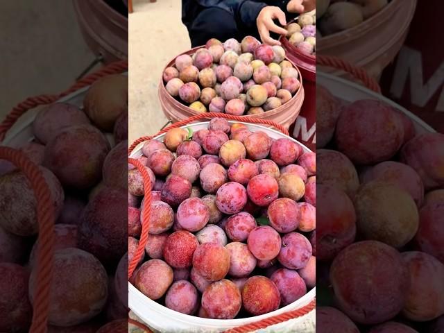 You can’t finish picking Sanhua plum fruits and can’t finish eating. 採三華李水果，根本摘不完，根本吃不完，樂趣無窮，快來體驗體驗吧