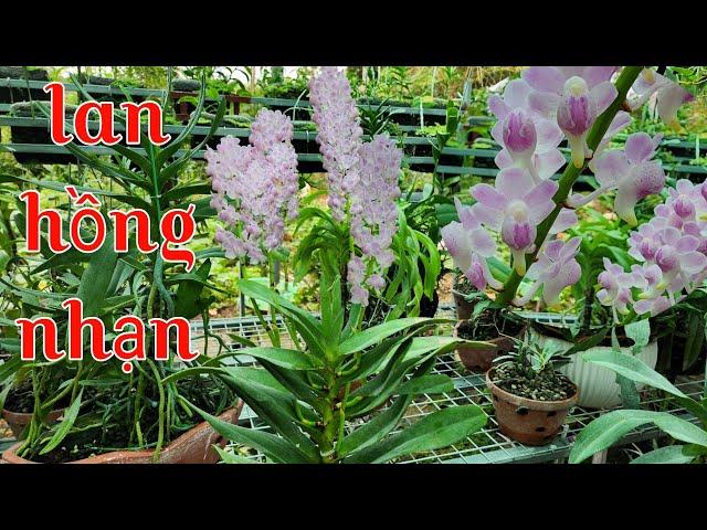Loài lan hoa tuyệt đẹp nhưng sao rất ít người chơi, giáng hương hồng nhạn cánh mai tuyệt đẹp