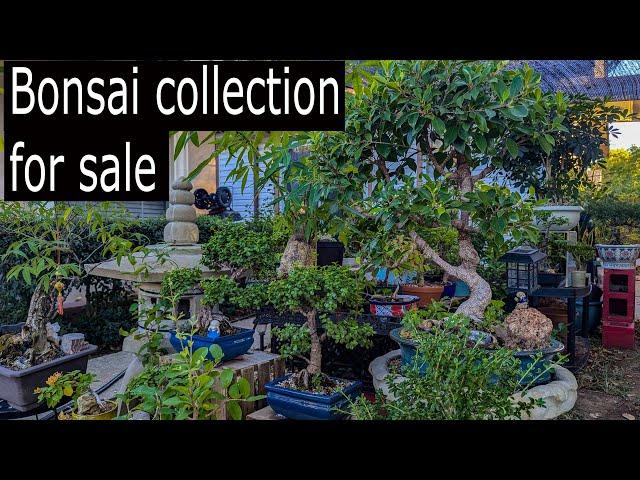 Full Bonsai Collection for sale! Must see!