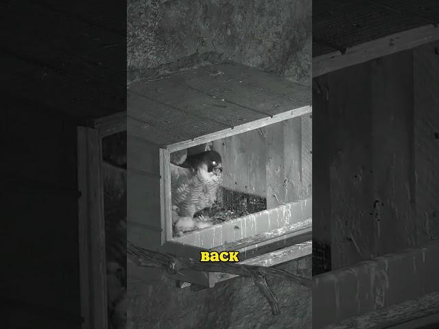 Owl's Revenge #wildlife #wildlifeaid #animals #owl