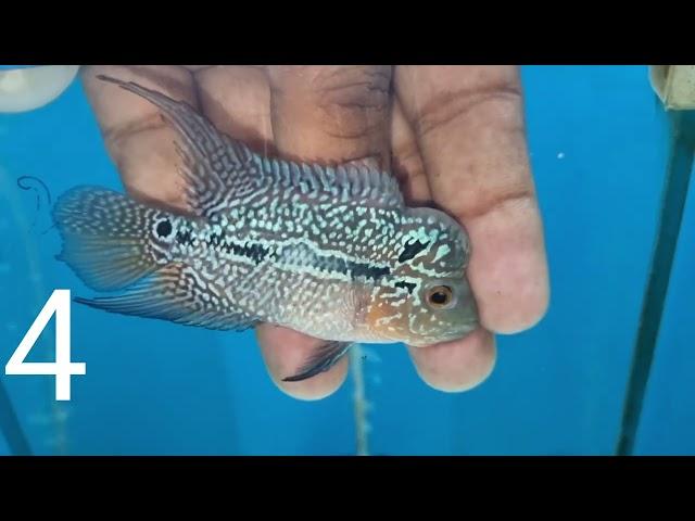 Diwali offer  sale️ flowerhorn Rs.500