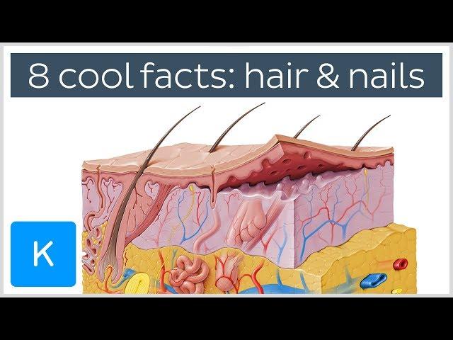 8 Cool Facts About Hair and Nails - Human Anatomy | Kenhub