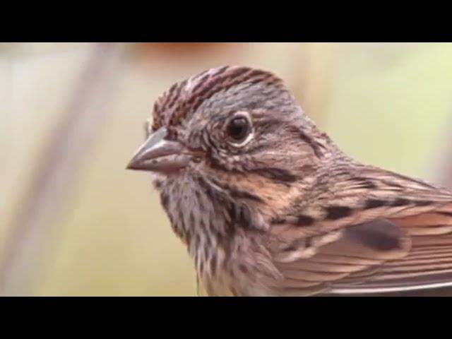 Lincoln’s Sparrow, (Melospiza lincolnii)