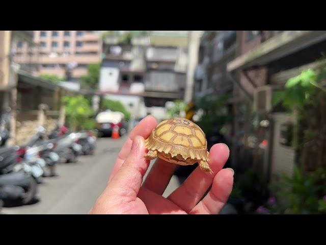 悠悠水族兩棲爬蟲～原裝進口高質量蘇卡達陸續上線啦～編號０３５～