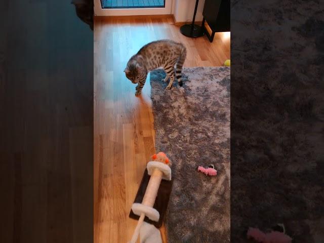 Cat gets new toy friend, thinks its another pussycat. Kitty gets aggressive angry and fights#shorts