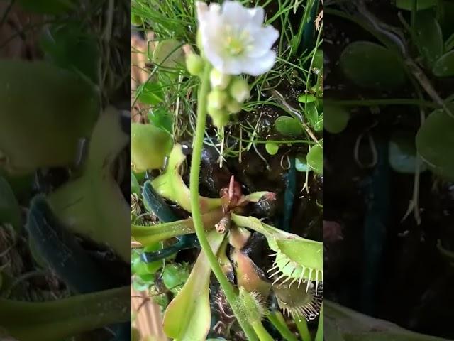 モウセンゴケの花