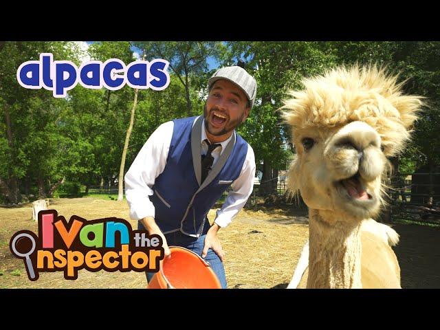 Ivan Inspects Alpacas | Fun and Educational Videos for Kids