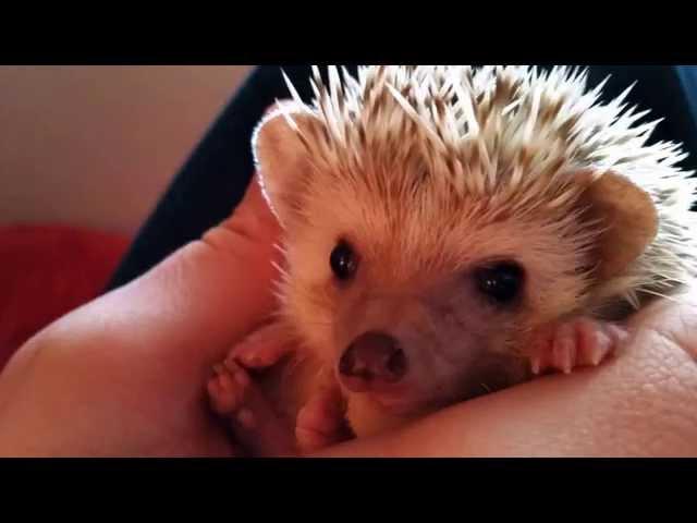 Hedgehog Dance Party