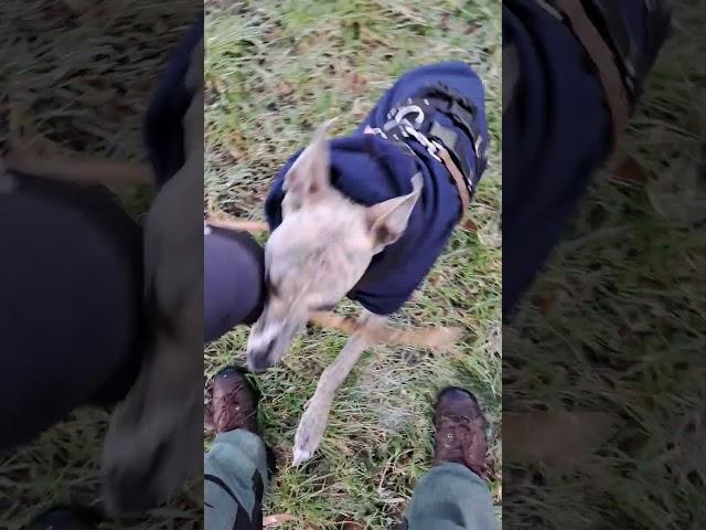 Obedience is still hard with other dogs around, but improving