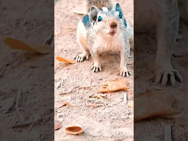 look at the expression of cute squirrel ️ #shorts#squirrel