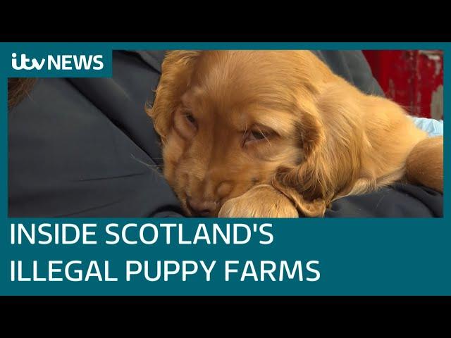 Inside Scotland's 'battery farms' where puppies are exploited by criminals for cash | ITV News