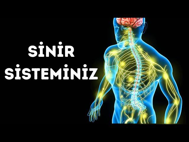 Sinir Sisteminize Doğru Bir Yolculuk