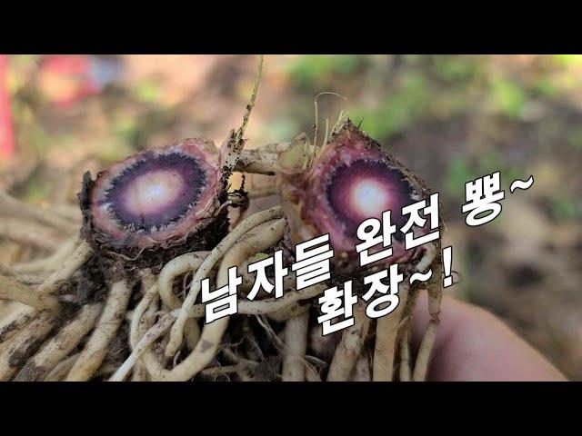 사포닌 산삼의 200배 이상, 몇 뿌리만 먹어도 뜨거운 밤~!! 사타구니 가려움증에도 최고~!.