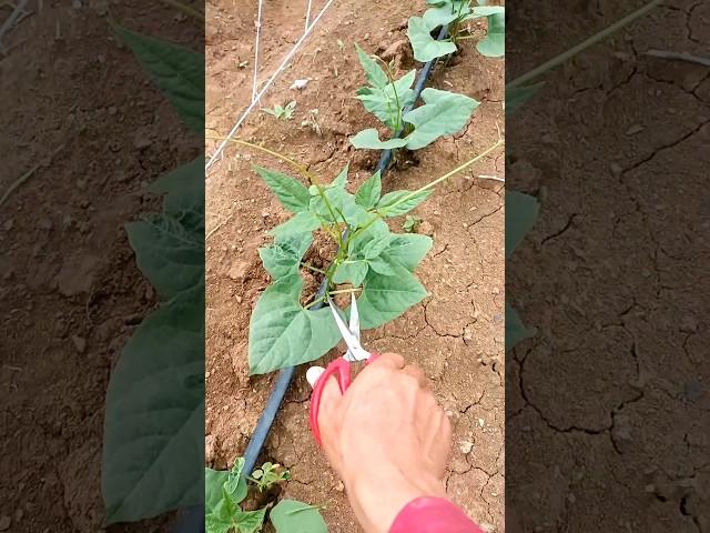 Green Bean Farming #satisfying #shot