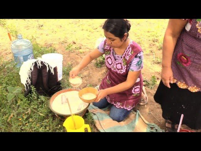 Acompañenme a preparar TEJATE (la bebida de los Dioses )  en metate para los sembradores