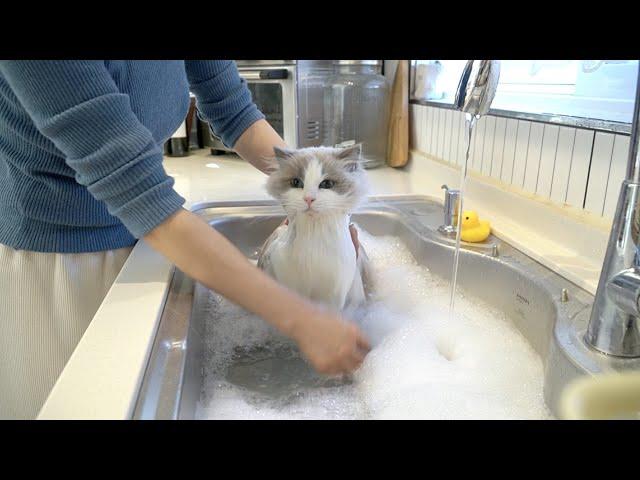 Washing a cat in the sink