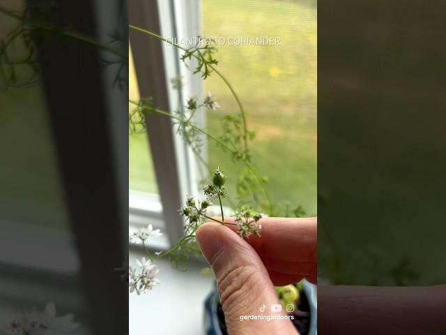 Stages of Cilantro Going to Seed (Coriander)