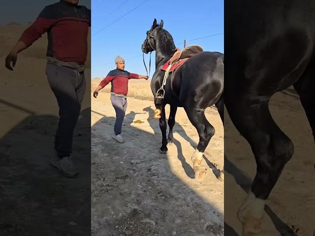 Ot #remix #bmw #automobile #music #horse #up #turkey #animals #car  #update #sports #time #love #1m